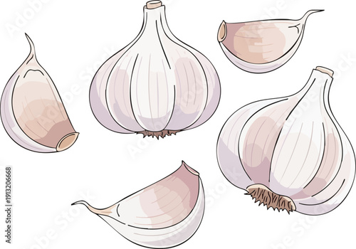 Fresh Garlic Bulbs and Cloves, Hand-Drawn Illustration for Culinary and Health Uses