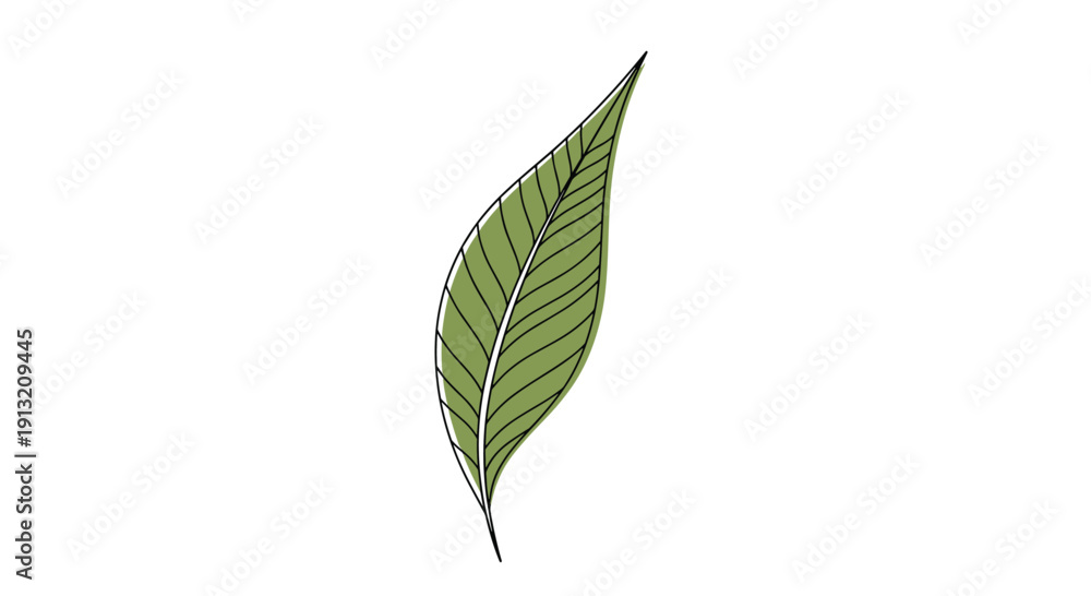 Fototapeta premium Simple green leaf illustration with detailed veins and a black outline shown vertically against a clean white background.