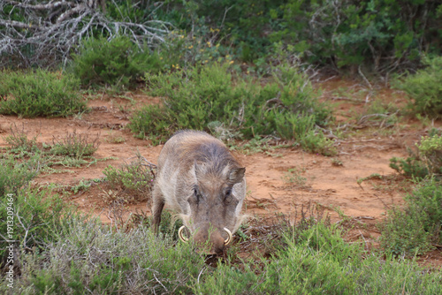 Male warthog grazing in bush vegetation in Addo Elephant National Park, South Africa, typical African wildlife scene in natural habitat.