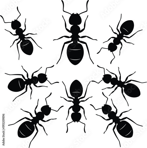 Collection of black ant silhouettes arranged in a circular pattern on a white background Keywords: ant, ants, insect, insects