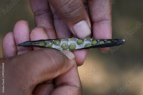 View of the seeds of a dried and opened green gram pod being held by a farmer's hands