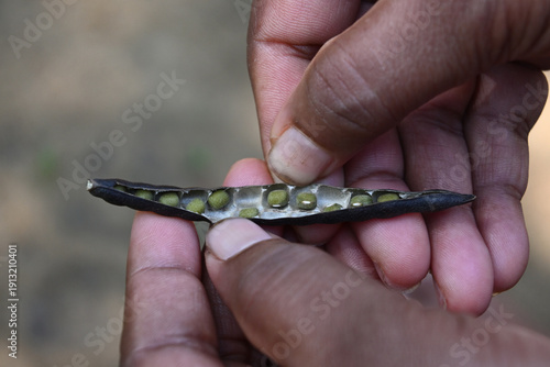 The dried and opened green gram pod with its seeds is being held in both hands