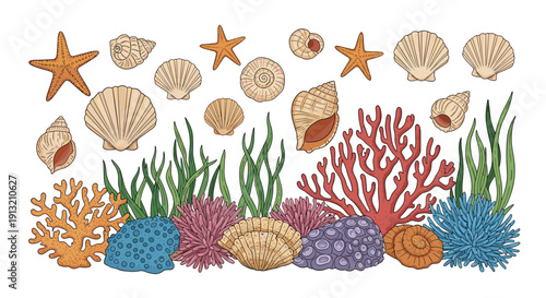 Large assortment of seashells, starfish, and colorful coral reef elements like anemones and seaweed on a white background.