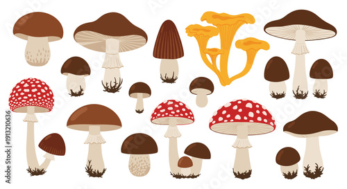 Extensive collection of wild mushrooms in various shapes and sizes including agarics, porcini, and chanterelles for nature study.