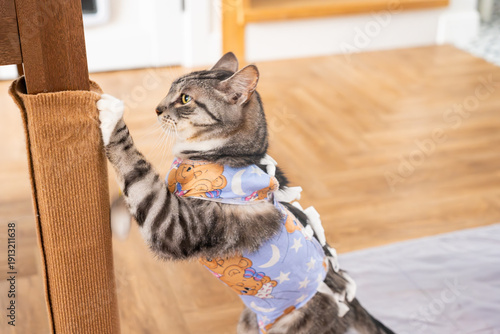 Cat wearing a colorful post-surgery recovery suit climbs a scratching post in a cozy indoor setting with wooden flooring and soft lighting
