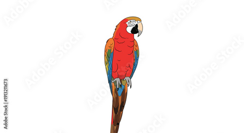 Vibrant red and blue macaw parrot perched vertically on a white background showing detailed feather patterns and colors.