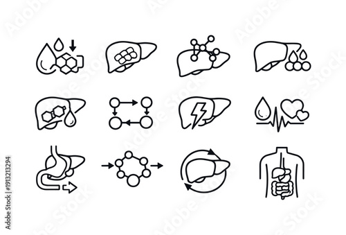 Liver and Digestive Metabolism. Line icon set of Liver and Digestive Metabolism: glucose regulation, glycogen storage, amino acid processing,