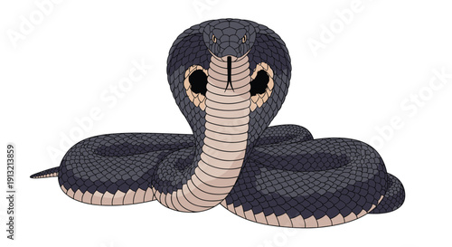 Majestic black cobra with its hood expanded and tongue flicking out stands in a defensive posture against a white background.