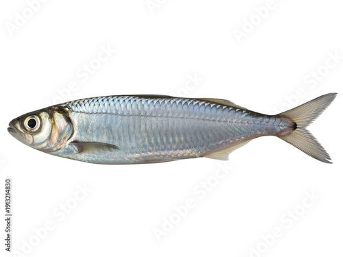 Fresh raw sardine fish with silver scales isolated on a light gray background ideal for seafood market advertisements healthy Mediterranean diet concepts and culinary photography