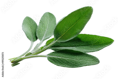 Fresh sage leaves isolated on transparent background. Fresh green sage leaves isolated for culinary use isolated on white background.