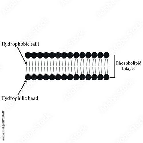 illustration of Lipid bilayer structure Diagram isolated on a white background.