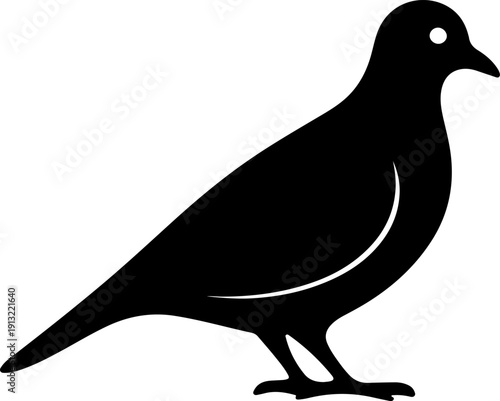 Bangladeshi spotted dove bird 