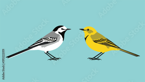 White wagtail and yellow wagtail birds stand facing one another against a solid light blue background in a side by side comparison.