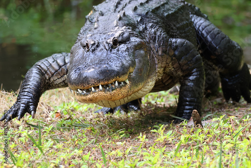 alligator in the swamp