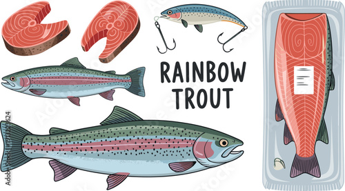 Fresh rainbow trout fish vector collection with salmon steaks and fillet packaging for seafood market and fishing designs.