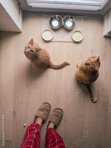 Two orange cats are sitting on the floor looking up at food bowls. A person wearing slippers is standing beside them. Morning light comes through a window in the room