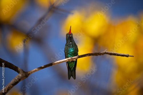 Yellow Spring Flowers and Hummingbird, Glittering-bellied emerald (Chlorostilbon lucidus)