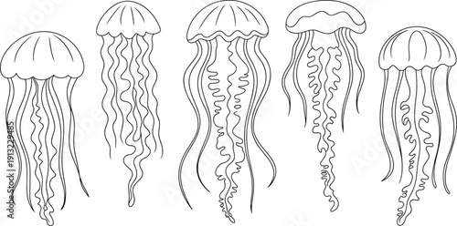 Minimalist black and white jellyfish line art vector collection with various stinging sea creatures for modern ocean designs.