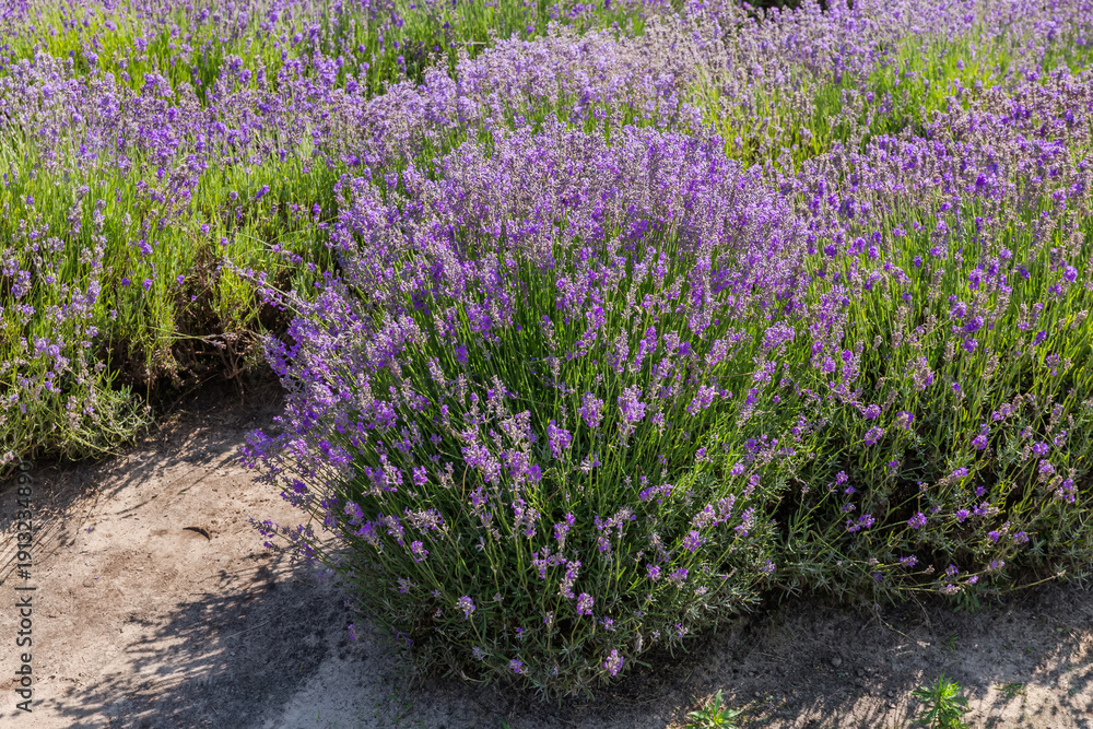 Obraz premium Bush of blooming lavender against the other lavender on field