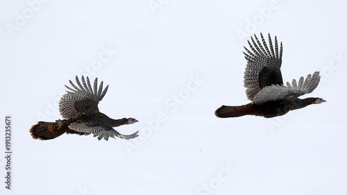 Wild turkeys flying in winter