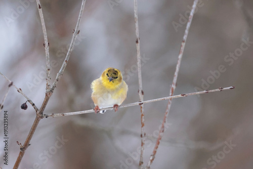 Goldfinches hanging out in branches around bird feeder in winter forest