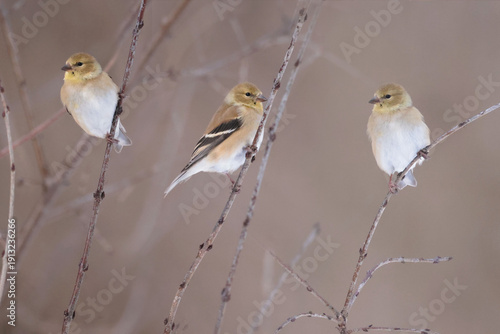 Goldfinches hanging out in branches around bird feeder in winter forest