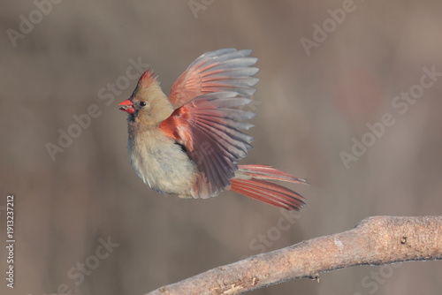 Female CARdinal taking off from branch to fly off