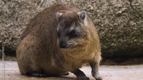 Close up of a rock hyrax looking around and waling away off a rock on a sunny day in slow motion