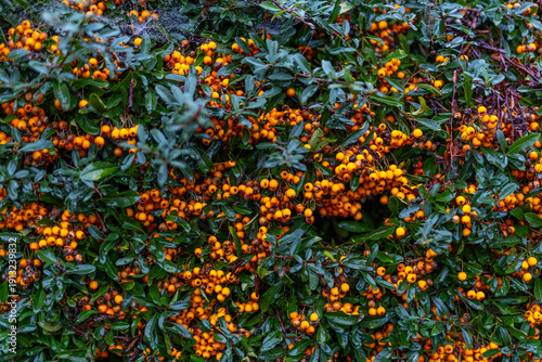 background of colorful flowers