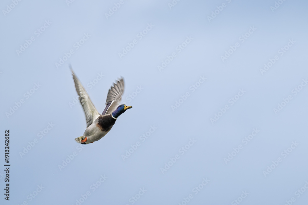 Fototapeta premium Ente im Flug