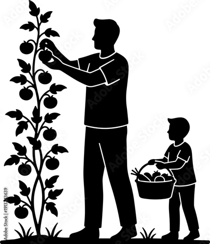 Father's day Father and Son Picking Fresh Tomatoes Together in the Home Garden: Organic Farming and Bonding Time Silhouette Vector Illustration for Agriculture, Family Hobbies, and Healthy Lifestyle.