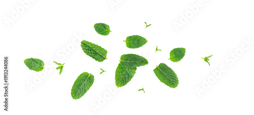 Tableau sur toile Mint leaves isolated