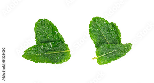 Photography Wet mint leaves isolated
