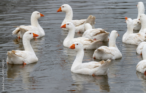 Group of domestic geese, Anser anser domesticus in a lake