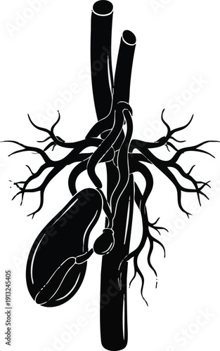 A black and white illustration of a human kidney and its vascular structure Vector
