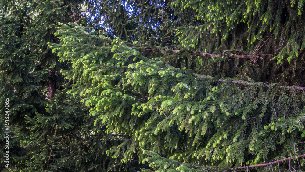 Fototapeta premium Spruce Tree Branches with Fresh Spring Growth in Forest