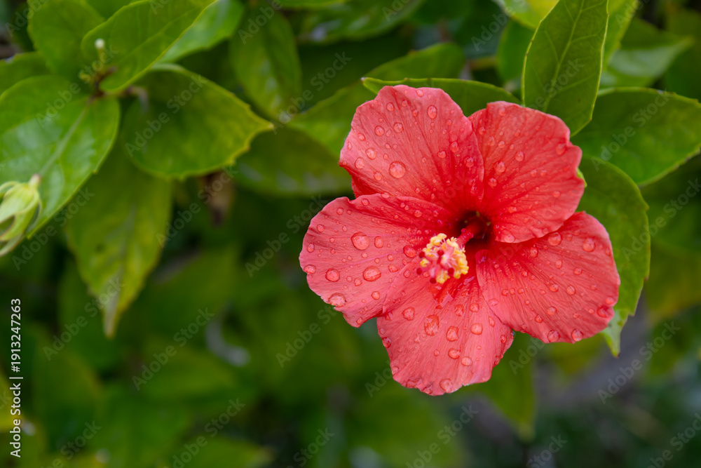 Obraz premium Detailed close-up of a vibrant red hibiscus flower Hibiscus, rosa-sinensis in full bloom, featuring delicate petals covered in fresh water droplets against a lush, blurred green foliage background