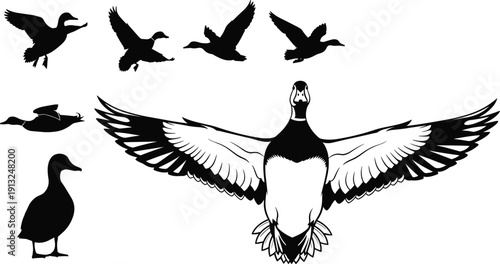 Flying duck silhouettes vector set with mallard goose wings spread and waterfowl bird collection isolated on white