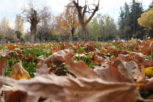 autumn leaves in the park