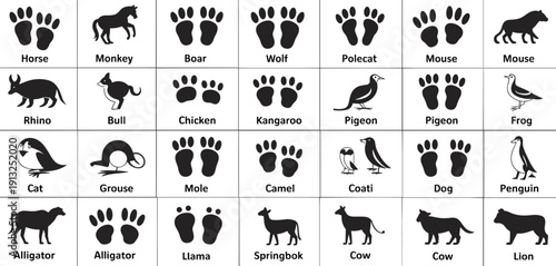 Animal footprint and wildlife track chart with labeled icons, black and white educational vector illustration set for nature learning projects