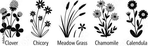 Botanical wildflower silhouette collection featuring clover chicory meadow grass chamomile and calendula minimalist floral vector set for branding design