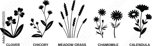 Botanical wildflower silhouette set featuring clover chicory meadow grass chamomile and calendula minimalist floral vector illustration collection for branding packaging design