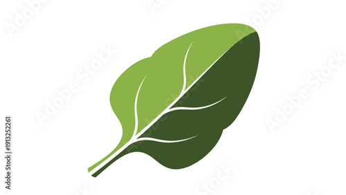 Single fresh green spinach leaf isolated on white background, representing healthy nutrition, organic food, and vegan diet.