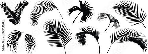 Tropical palm frond silhouette collection featuring exotic jungle leaves in black vector style isolated on white background