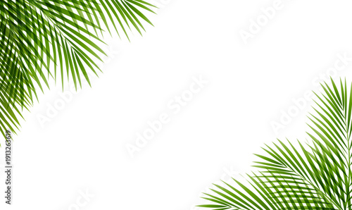 Palm Branches Frame White Background