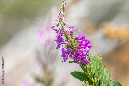 Fireweed 