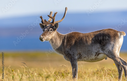 Woodland caribou 