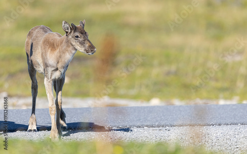 Woodland caribou 
