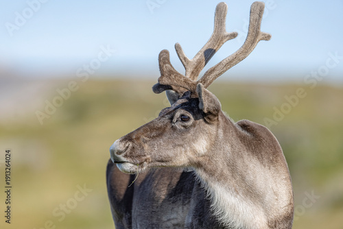 Woodland caribou 