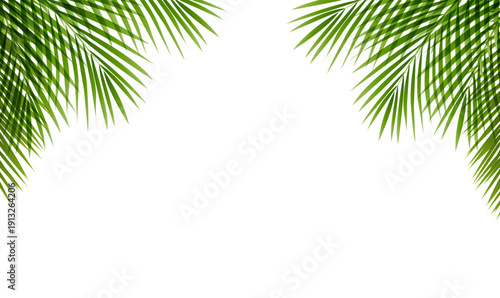 Palm Tree Branch Frame White Background
